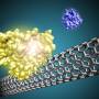 small_proteins_on_cnt.jpg
